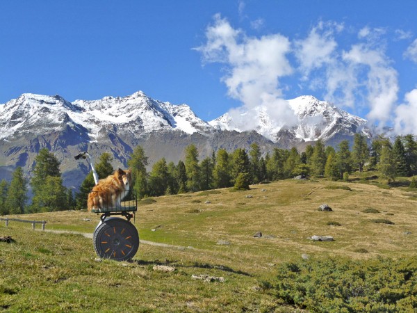 Segway mit Sheltie Penny auf Campo (2100 m). Blick nach N in die südliche Ortlergruppe;<br />rechts Monte Vioz (3605m)